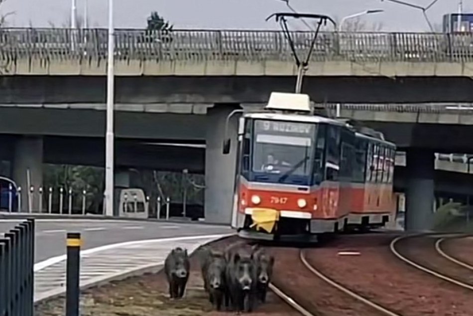 Ilustračný obrázok k článku Skupina DIVIAKOV sa špacírovala po Bratislave: Podarilo sa im zablokovať dopravu! VIDEO