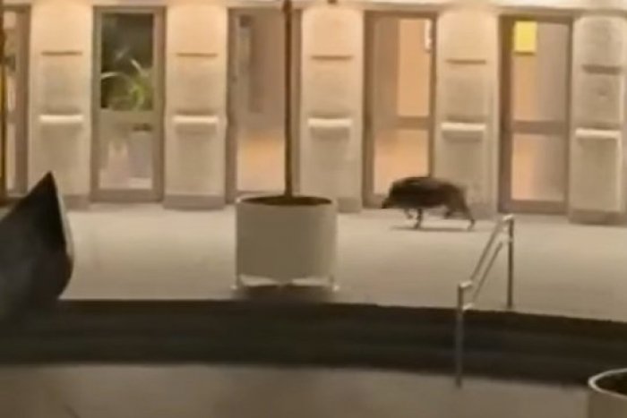 Ilustračný obrázok k článku VIDEO: Diviak splašene behal po centre Bratislavy, vystrašil návštevníkov SND