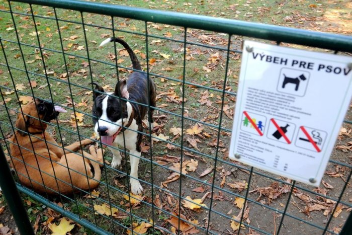 Ilustračný obrázok k článku Dobré správy pre psičkárov. Na Ťahanovciach pribudne výbeh pre psov