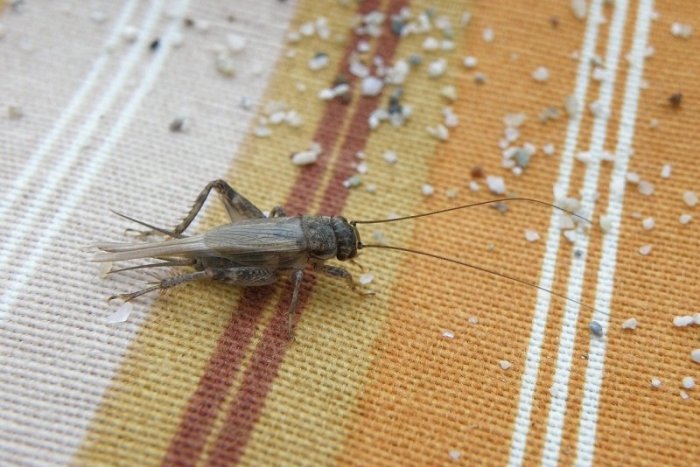 Ilustračný obrázok k článku Cvrček sa stáva súčasťou potravinového lístka Európanov! Gurmáni hmyzu si pochutnajú