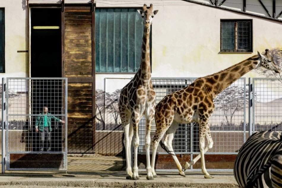 Ilustračný obrázok k článku Riaditeľke bratislavskej ZOO chce vedenie mesta ZNÍŽIŤ na polroka plat. TOTO je dôvod