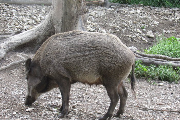 Ilustračný obrázok k článku Ak plánujete výlet do lesa, POZOR! V Bratislave sa chystá veľká poľovačka na DIVIAKY