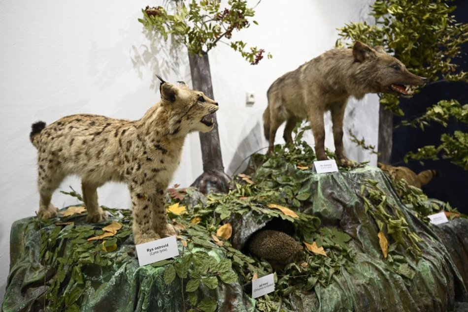 Ilustračný obrázok k článku Darcovia nelenili: Zbierka Vlastivedného múzea v Považskej Bystrici je bohatšia