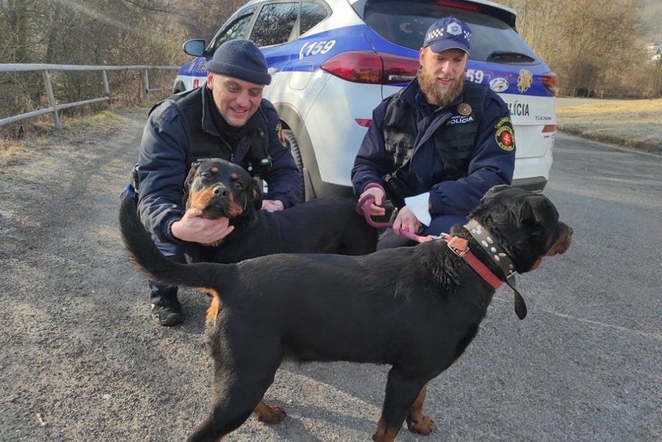 Ilustračný obrázok k článku Zvolenčanov vyplašili pustené rotvajlery: Zasiahnuť museli mestskí policajti, FOTO