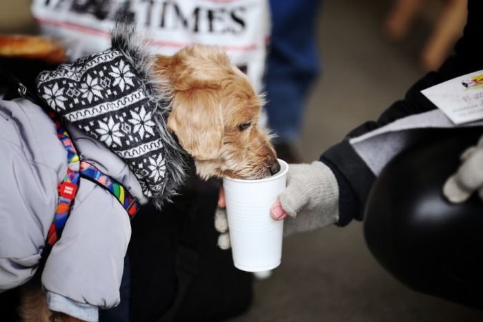 Ilustračný obrázok k článku Kto pomôže zvieratám na hranici s Ukrajinou? Hľadajú dobrovoľníkov aj dočasnú opateru