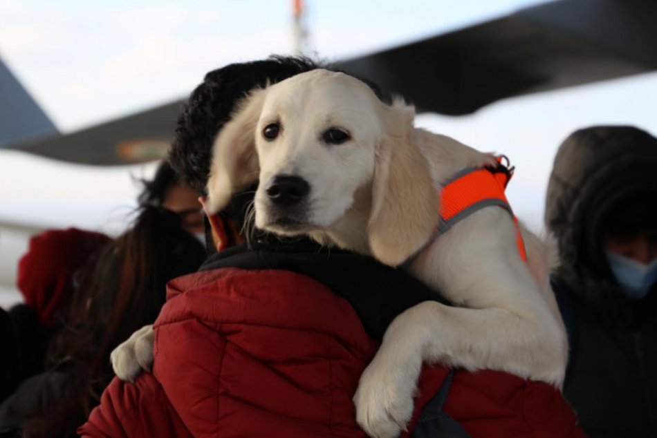 Ilustračný obrázok k článku DOJÍMAVÝ príbeh psíka z Ukrajiny: Jeho púť viedla cez Bratislavu až do Indie + FOTO