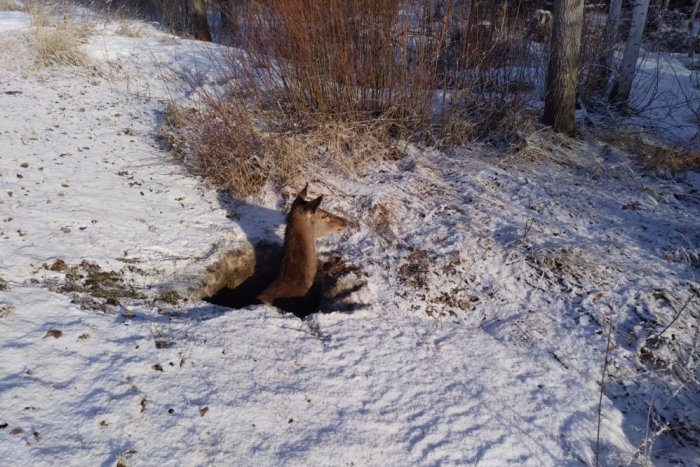 Ilustračný obrázok k článku Netradičná záchranná akcia: Jelenica uviazla v TAKEJTO diere pri ceste! FOTO
