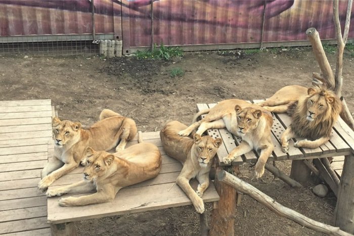 Ilustračný obrázok k článku SVET O SLOVENSKU: Nemecká ZOO zachraňuje levy zo súkromného slovenského chovu