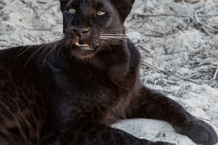 Ilustračný obrázok k článku PUMA pri Liptovskom Mikuláši? Mesto upozorňuje obyvateľov, odchytový tím v akcii!