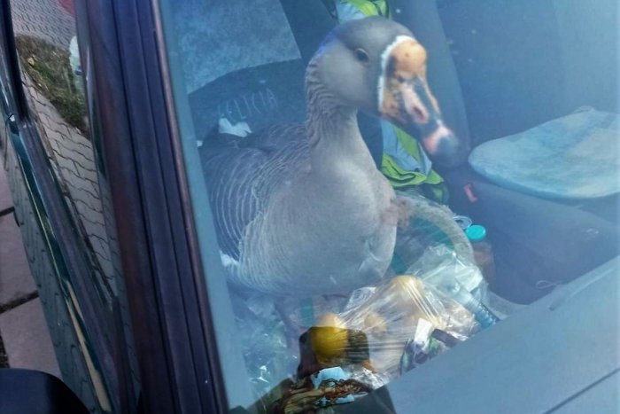 Ilustračný obrázok k článku Vodič si v aute pyšne viezol živú KAČICU: Keď nafúkal, chcel jej zveriť aj kľúče