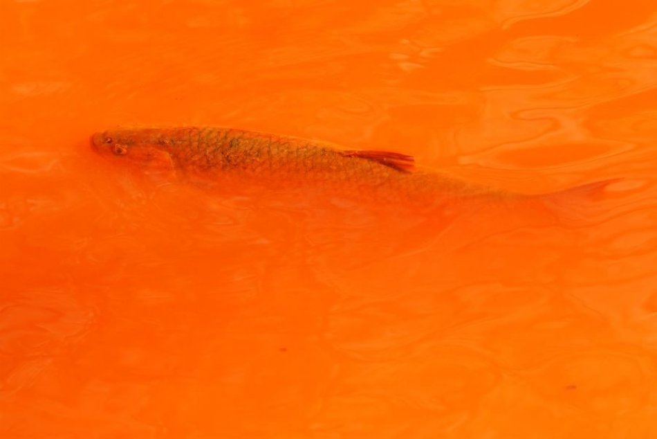 Ilustračný obrázok k článku Znečistenie rieky Slaná: Hľadá sa vinník, chystá sa trestné oznámenie