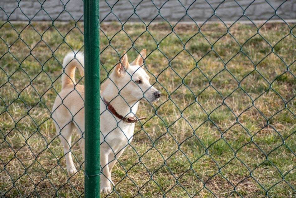 Ilustračný obrázok k článku Nitra poteší psičkárov: V Starom meste buduje výbeh pre ich štvornohých miláčikov