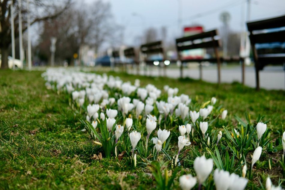 Ilustračný obrázok k článku FOTO: Bratislava nádherne zakvitla. Pozrite sa na tú KRÁSU!