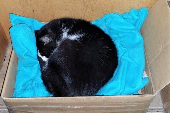 Ilustračný obrázok k článku S utečencami z Ukrajiny prichádzajú aj zvieratá: STOVKY mačiek a psov