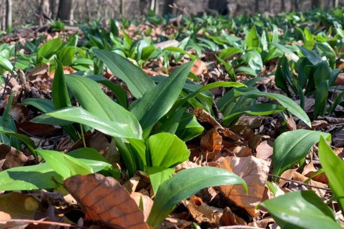 Ilustračný obrázok k článku Nazbierajte si prírodný POKLAD: Začala sa sezóna obľúbeného medvedieho cesnaku