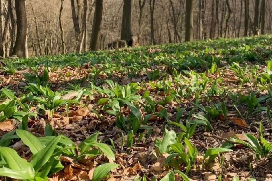 Ilustračný obrázok k článku Medvedí cesnak už vykúka spod zeme: Kde v Bratislave sú ho celé "polia"?