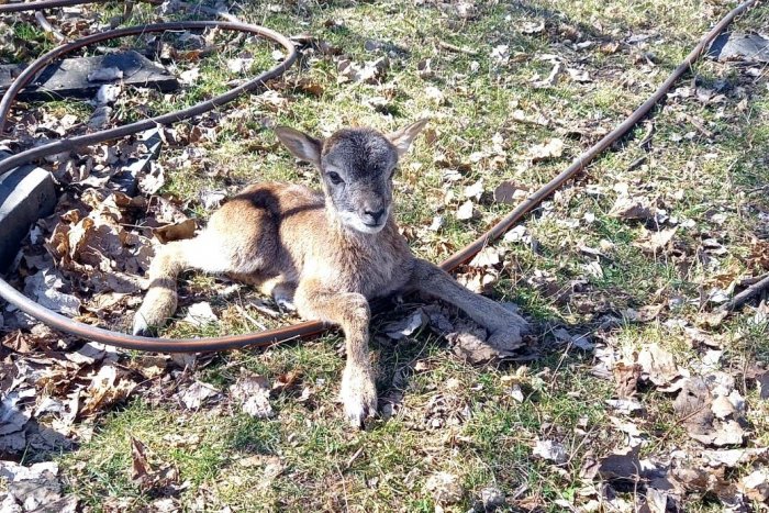 Ilustračný obrázok k článku V zooparku SPU v Nitre majú nový prírastok: Na svet prišlo mláďa muflóna