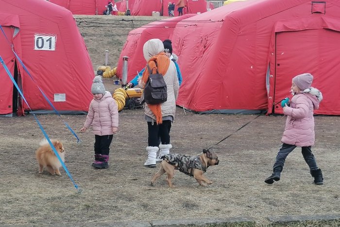 Ilustračný obrázok k článku Útulkové a hospodárske zvieratá z Ukrajiny majú problém: Slovensko ZAKÁZALO ich vstup