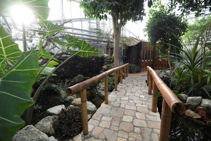 Ilustračný obrázok k článku Chcete sa preniesť do tropickej džungle? Botanická záhrada má NOVÚ atrakciu