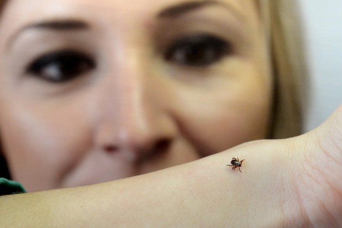 Ilustračný obrázok k článku POZOR na kliešťovú encefalitídu! Takmer polovica prípadov je z Banskobystrického kraja