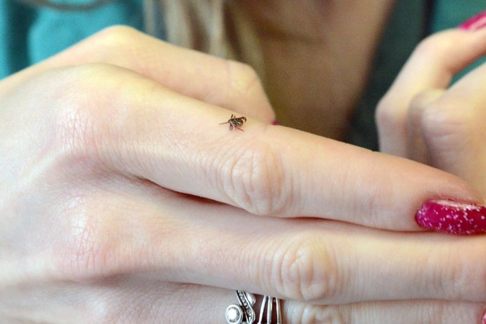 Ilustračný obrázok k článku Nepríjemnosť v Prešovskom kraji: Hygienici zaznamenali 4 prípady kliešťovej encefalitídy!