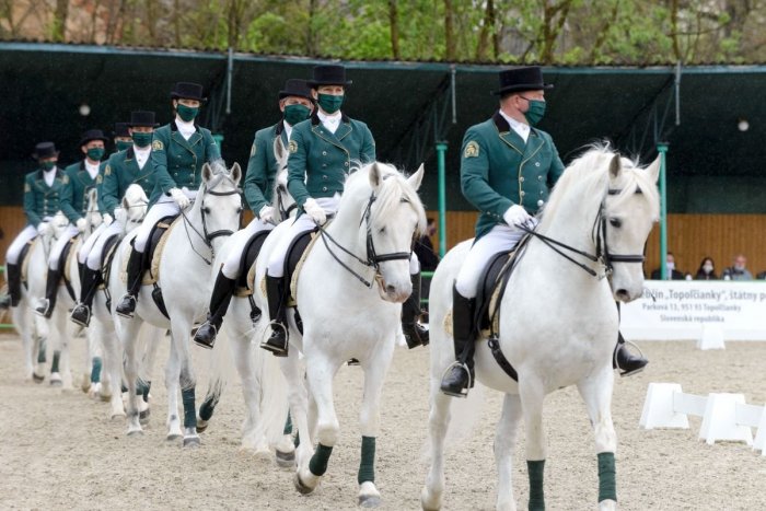 Ilustračný obrázok k článku Úspech aj pre Topoľčianky: Lipicany zapíšu do nehmotného kultúrneho dedičstva ľudstva