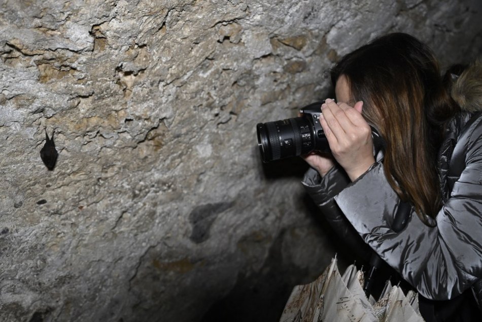 Ilustračný obrázok k článku Jedinečný ZÁŽITOK pre návštevníkov: NETOPIEROV budú sledovať priamo v meste