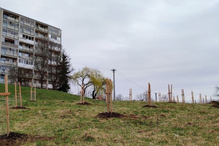 Ilustračný obrázok k článku Unikát na košickom sídlisku: Na KVP vysadili ovocný sad