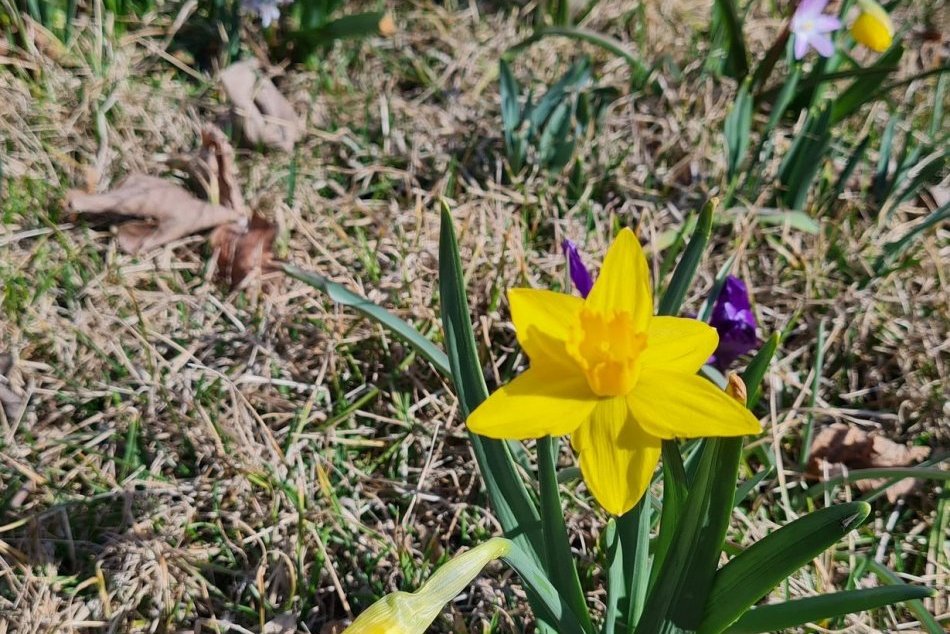 Ilustračný obrázok k článku Prví poslovia jari zavítali už aj do Tatier: Po dlhej zime príroda začína čarovať