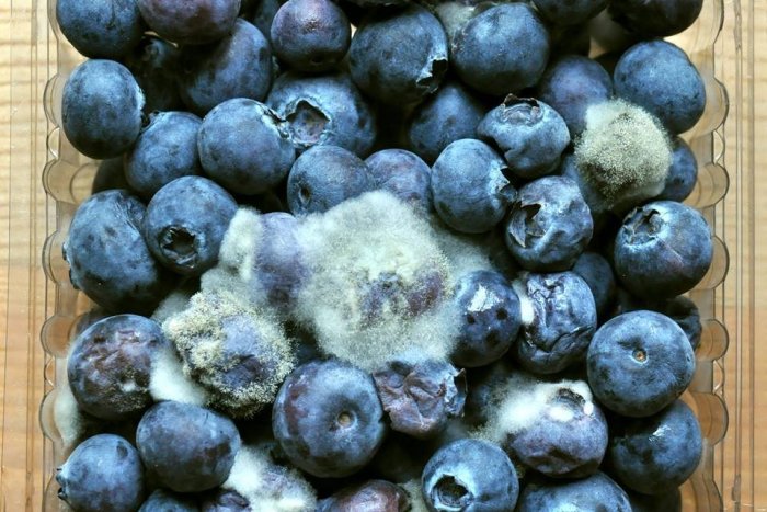 Ilustračný obrázok k článku Našli ste v chladničke PLESEŇ na jedle? V žiadnom prípade ho NEJEDZTE, radí záhradkár