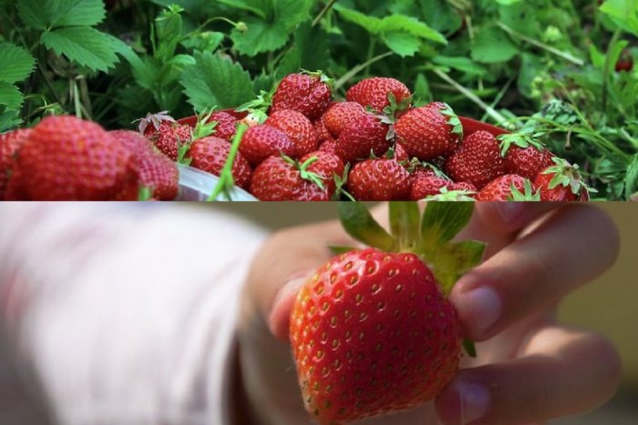 Ilustračný obrázok k článku Záhradkár Hričovský radí, ako sadiť JAHODY: Sladká odmena počas celého leta a bez hniloby, VIDEO