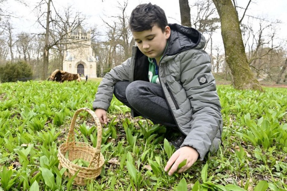 Ilustračný obrázok k článku Chystáte sa zbierať medvedí cesnak? Dajte si POZOR! Je ľahké si ho pomýliť