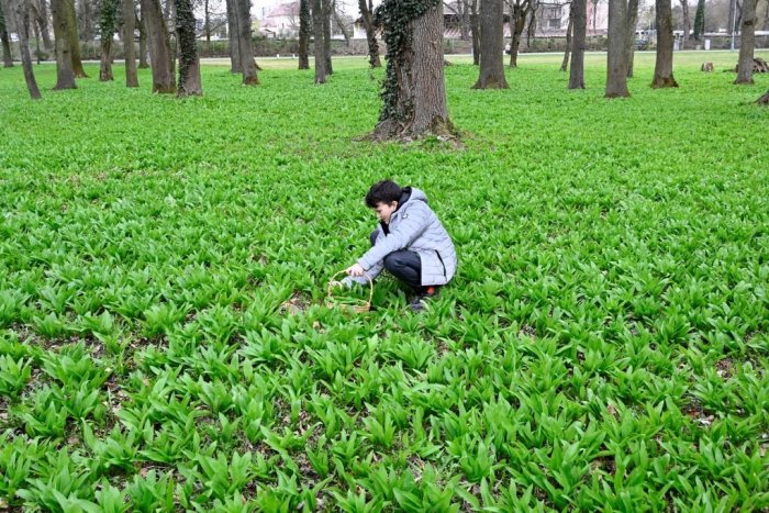 Ilustračný obrázok k článku Plánujete si nazbierať medvedí cesnak? Dajte si POZOR! Môžete si ho ľahko pomýliť