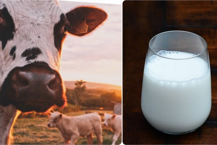 Ilustračný obrázok k článku Mlieko znižuje riziko RAKOVINY: Ide o tento TYP nádorového ochorenia!