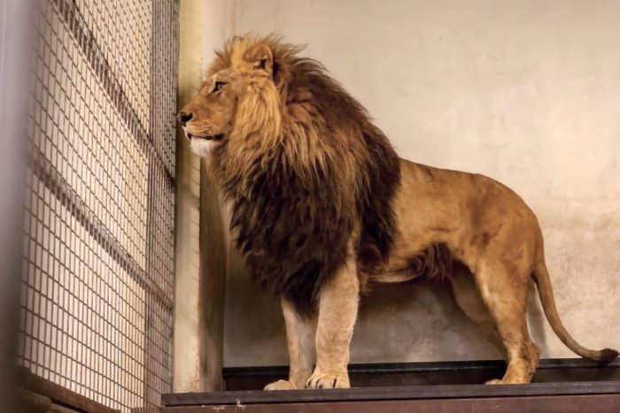Ilustračný obrázok k článku SVET O SLOVENSKU: Levy zo súkromného slovenského chovu UTIEKLI pred smrťou!