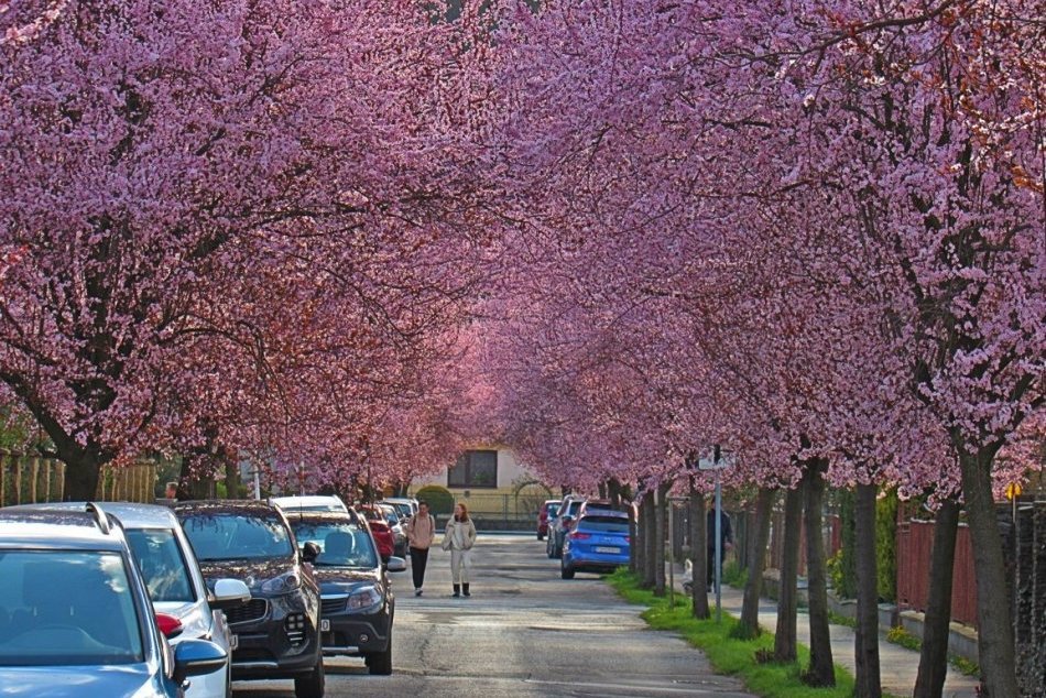 Ilustračný obrázok k článku Je teraz NAJKRAJŠOU ulicou v Prešove: Úchvatné farby, romantika a vôňa v jednom, FOTO