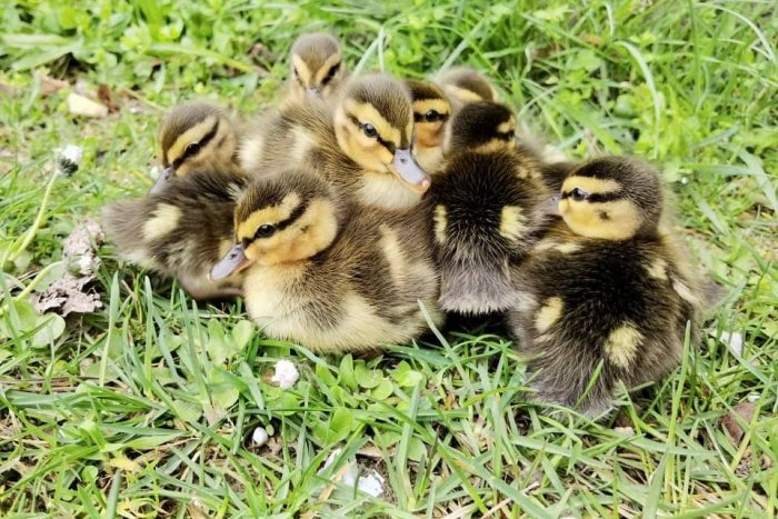 Ilustračný obrázok k článku V Ružinove sa zatúlali rozkošné KÁČATKÁ: Hľadajú im ADOPTÍVNU mamu