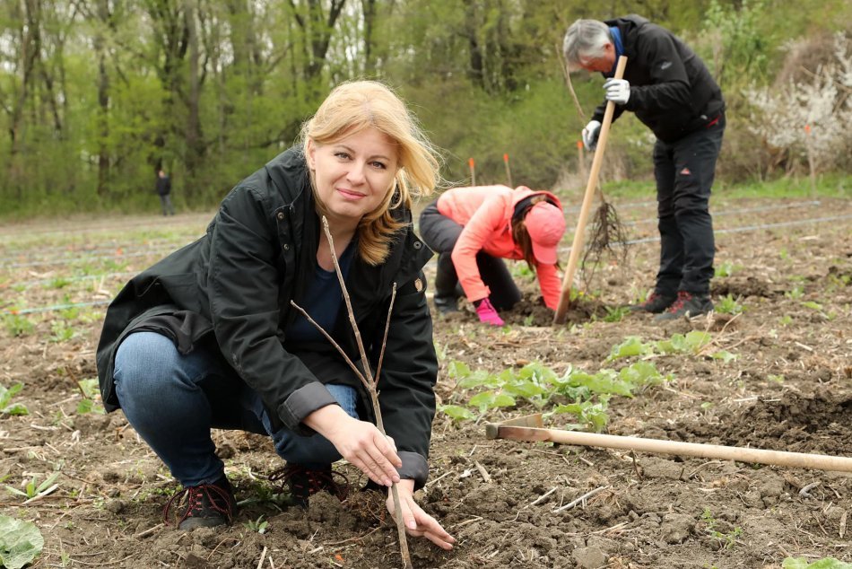 Ilustračný obrázok k článku Prezidentka vymenila šaty za rifle: Kúsok od Trnavy HÁDZALA lopatou a sadila stromčeky! FOTO