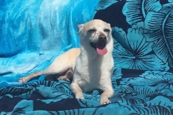 Ilustračný obrázok k článku Objavili liek na dlhovekosť? Najstarší psík na svete oslávil 21 rokov, stále je vo forme