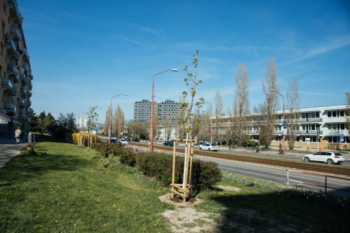 Stromoradie Račianska ulica