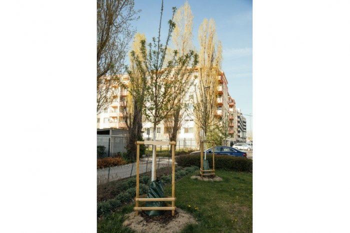 Stromoradie Na križovatkách