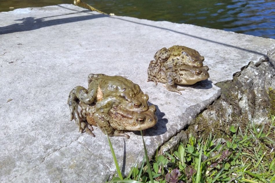 Ilustračný obrázok k článku Na ceste pri Sigorde OPATRNE: Pracovníci pomáhajú pri migrácii žiab, začala sa sezóna