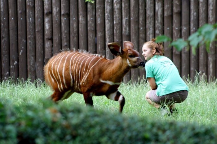 Ilustračný obrázok k článku Zvedavá, odvážna a rastie ako z vody: ZOO Bojnice má nové mláďa antilopy bongo