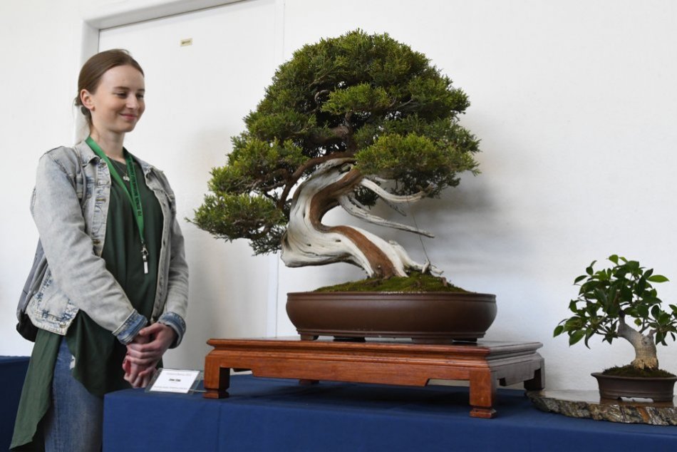 Ilustračný obrázok k článku FOTO: Do botanickej záhrady sa vrátili výstavy. Cez víkend môžete obdivovať BONSAJE