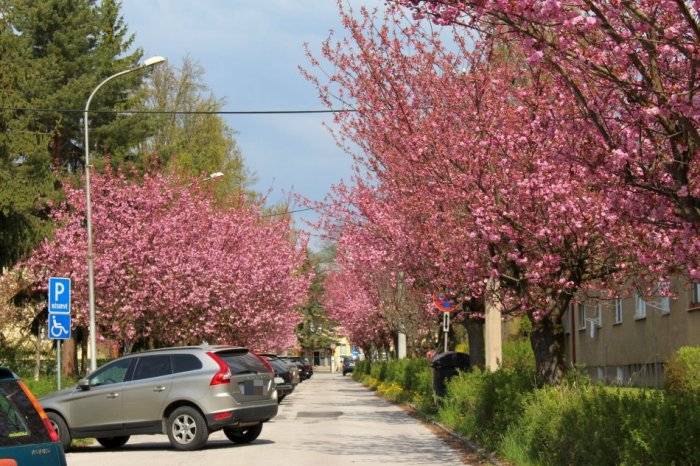 Ilustračný obrázok k článku HLASY Bystričanov rozhodli: V meste vyrastú SAKURY aj dopravné IHRISKO pre najmenších