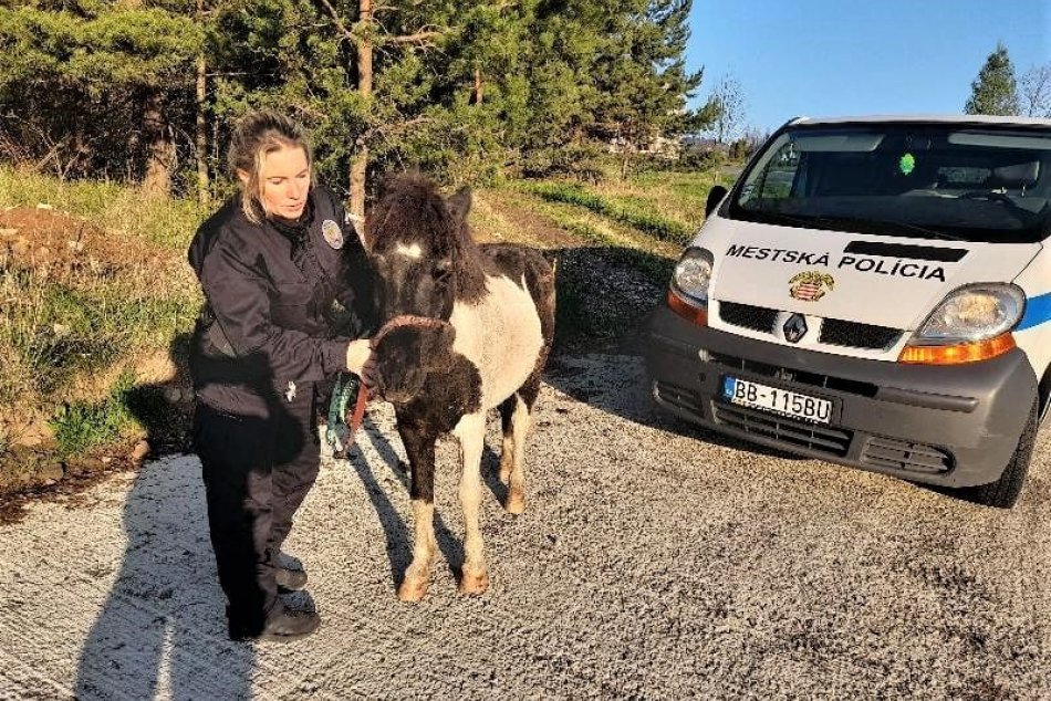 Ilustračný obrázok k článku Po Bystrici sa potuloval poník: Neuveríte, odkiaľ sa až vybral, FOTO