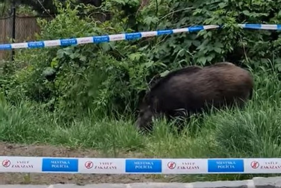 Ilustračný obrázok k článku VAROVANIE pre Bratislavčanov: Pozor na diviaky, ktoré sa UKRÝVAJÚ v týchto miestach!