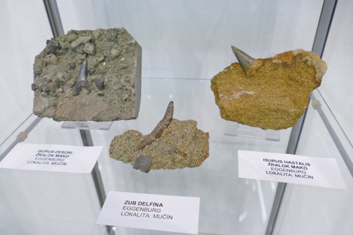 Ilustračný obrázok k článku Objavte milióny rokov staré tajomstvá: V Topoľčanoch uvidíte vzácne kúsky