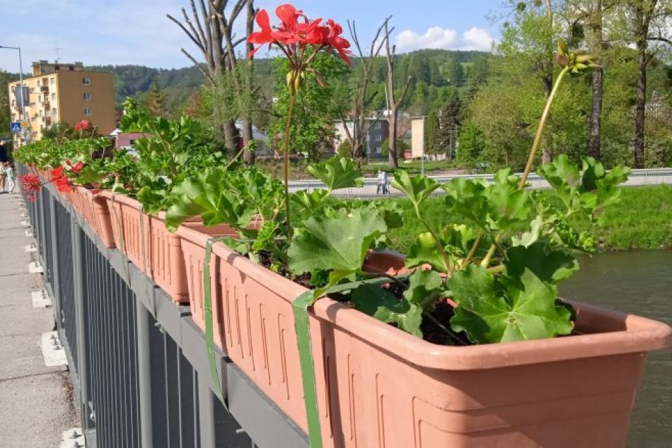 Ilustračný obrázok k článku Bystrica OPEKNIE: Mobilná zeleň pribúda na mostoch, stĺpoch a kvetinových vežiach, FOTO