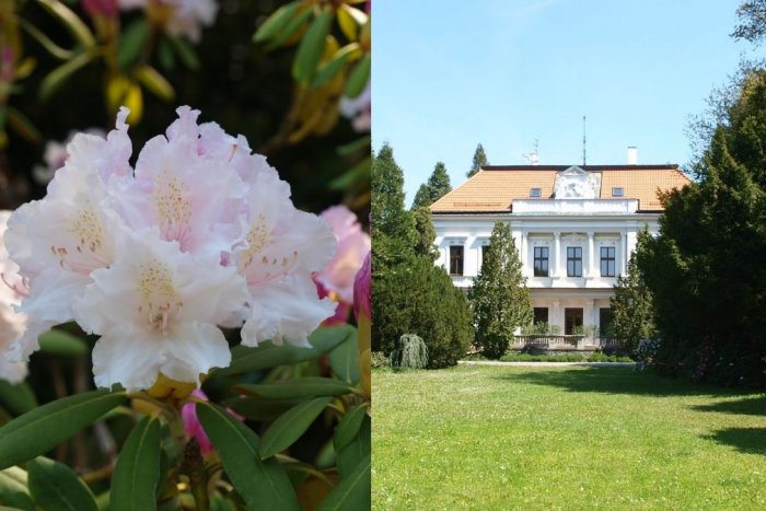 Ilustračný obrázok k článku To je nádhera: Obľúbené arborétum zakvitlo do krásy, FOTO